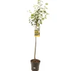 Fruitbomen|Ecocheques|ohgreen Kweepeer cydonia oblonga appelvorm halfstam