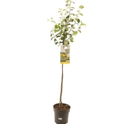 Fruitbomen|Ecocheques|ohgreen Kweepeer cydonia oblonga appelvorm halfstam