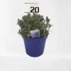 Lavendel|Ecocheques|ohgreen Lavendel hidcote paars p14