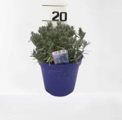 Lavendel|Ecocheques|ohgreen Lavendel hidcote paars p14