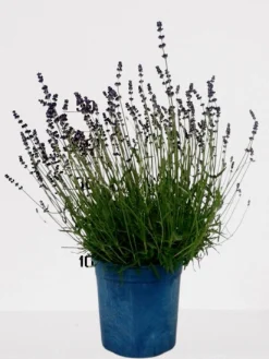 Lavendel|Ecocheques|ohgreen Lavendel p18