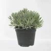 Lavendel|Ecocheques|ohgreen Lavendel struik in pot