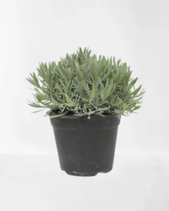 Lavendel|Ecocheques|ohgreen Lavendel struik in pot