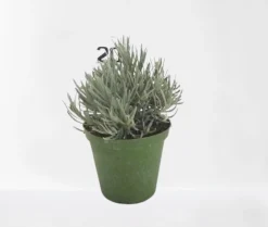 Lavendel|Ecocheques|ohgreen Lavendel struik in pot