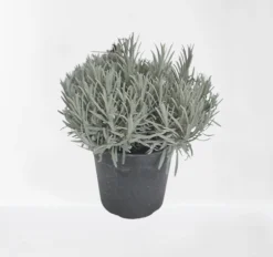 Lavendel|Ecocheques|ohgreen Lavendel struik in pot
