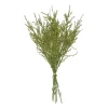 Sfeermakers|ohgreen Liguster