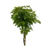 Bomen|Ecocheques|ohgreen Liquidambar styraciflua ( Amberboom )