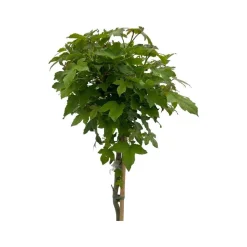 Bomen|Ecocheques|ohgreen Liquidambar styraciflua ( Amberboom )