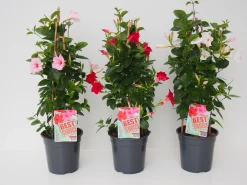 Voorjaar|Ecocheques|ohgreen Mandevilla pyramide p17 lang bloeiend