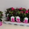 Voorjaar|Ecocheques|ohgreen Mandevilla roze p10,5 lang bloeiend