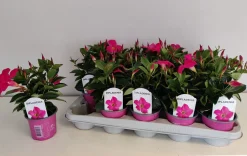 Voorjaar|Ecocheques|ohgreen Mandevilla roze p10,5 lang bloeiend