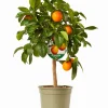 Mediterrane Planten|Ecocheques|ohgreen Mini citrusboom p20 h70-80