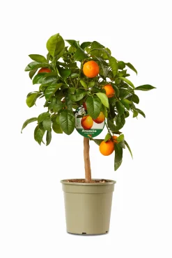 Mediterrane Planten|Ecocheques|ohgreen Mini citrusboom p20 h70-80