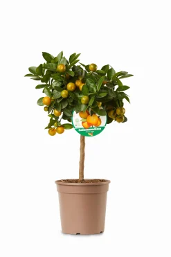 Mediterrane Planten|Ecocheques|ohgreen Mini citrusboom p20 h70-80
