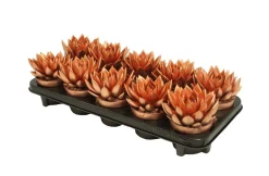 Composities En Terrariums|Ecocheques|ohgreen Miranda colo bronze