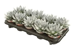 Composities En Terrariums|Ecocheques|ohgreen Miranda coloured silver