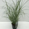 Vaste Planten|Ecocheques|ohgreen Miscanthus flamingo ( Pluimgras roze )