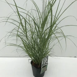 Vaste Planten|Ecocheques|ohgreen Miscanthus flamingo ( Pluimgras roze )