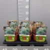 Ecocheques|Vaste Planten|ohgreen Miscanthus sinensis adagio