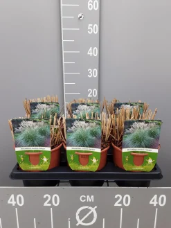 Ecocheques|Vaste Planten|ohgreen Miscanthus sinensis adagio