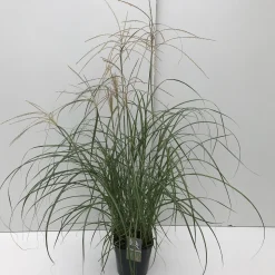 Vaste Planten|Ecocheques|ohgreen Miscanthus sinensis Flamingo ( Prachtriet )