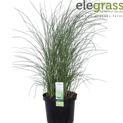 Vaste Planten|Ecocheques|ohgreen Miscanthus sinensis Gracillimus ( Prachtriet of Reuzenriet )