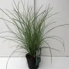 Vaste Planten|Ecocheques|ohgreen Miscanthus sinensis Gracillimus ( Scherpgroen )