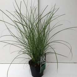 Vaste Planten|Ecocheques|ohgreen Miscanthus sinensis Gracillimus ( Scherpgroen )