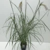 Vaste Planten|Ecocheques|ohgreen Miscanthus sinensis Malepartus ( Prachtriet )