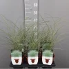 Ecocheques|Vaste Planten|ohgreen Miscanthus sinensis mornin light
