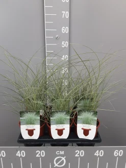 Ecocheques|Vaste Planten|ohgreen Miscanthus sinensis mornin light