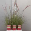 Ecocheques|Vaste Planten|ohgreen Miscanthus sinensis red chief