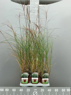 Ecocheques|Vaste Planten|ohgreen Miscanthus sinensis silbersp