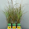 Ecocheques|Vaste Planten|ohgreen Miscanthus sinensis strictus