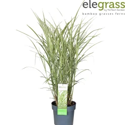 Vaste Planten|Ecocheques|ohgreen Miscanthus sinensis Variegatus ( Prachtriet )