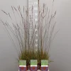 Ecocheques|Vaste Planten|ohgreen Molinia caerulea edith dudzus