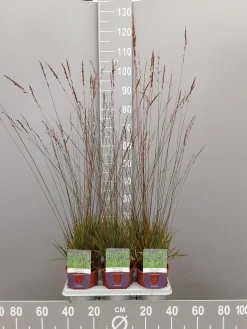 Ecocheques|Vaste Planten|ohgreen Molinia caerulea edith dudzus