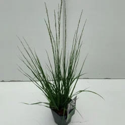 Vaste Planten|Ecocheques|ohgreen Molinia caerulea Edith Dudszus ( Pijpenstrootje )