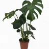 Air So Pure|Ecocheques|ohgreen Monstera deliciosa