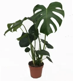 Air So Pure|Ecocheques|ohgreen Monstera deliciosa