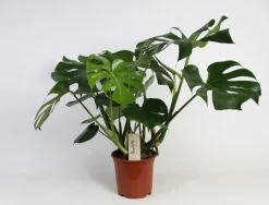 Groene Planten|Ecocheques|ohgreen Monstera (Gatenplant)