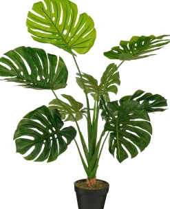 Sfeermakers|ohgreen Monstera in pot