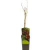 Ecocheques|Fruitbomen|ohgreen Morus nigra zwarte moerbei