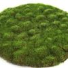 Sfeermakers|ohgreen Mosschijf marchantiophyta l