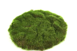 Sfeermakers|ohgreen Mosschijf marchantiophyta s
