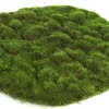 Sfeermakers|ohgreen Mosschijf marchantiophyta xl