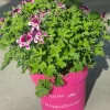 Voorjaar|Ecocheques|ohgreen Muggenwerende plant muggenweg p14