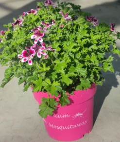 Voorjaar|Ecocheques|ohgreen Muggenwerende plant muggenweg p14