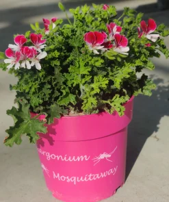 Voorjaar|Ecocheques|ohgreen Muggenwerende plant muggenweg p14