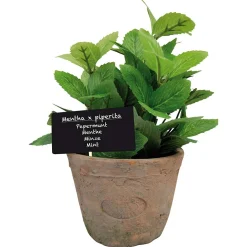 Ecocheques|Potten En Vazen|ohgreen Munt in pot